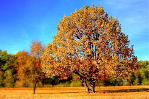 tree 99852 1280 klein